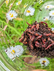 What is Living Soil Organics? A Brief Breakdown from Welsh Worms