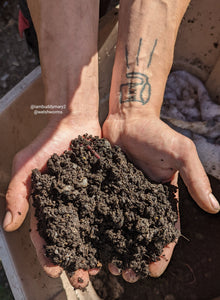 Welsh Worms Vermicompost